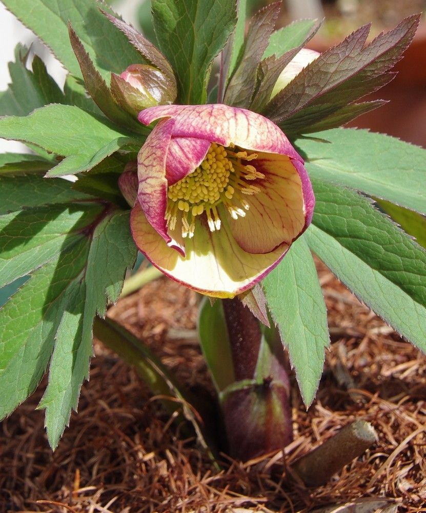 頂き物が初開花を迎えました　1/2