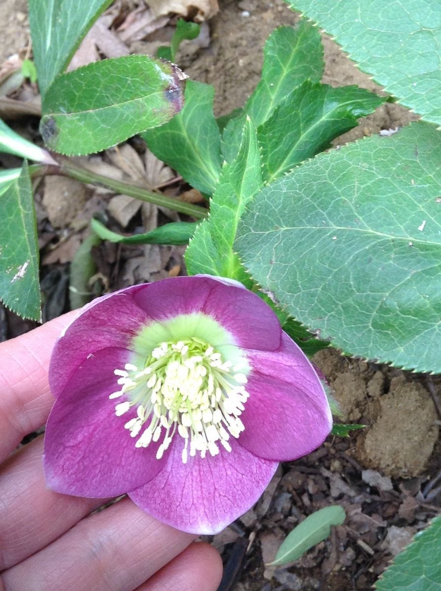 蕾の子開花しました。