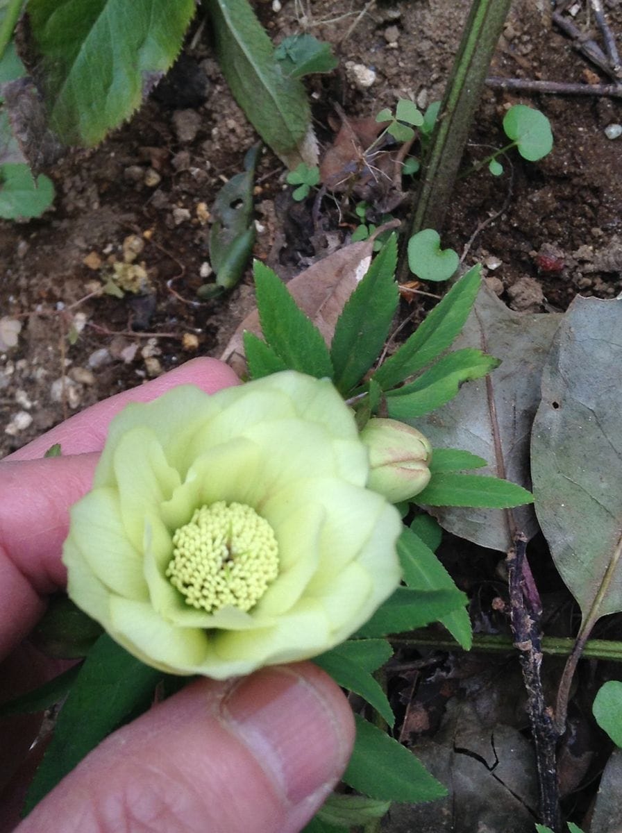 蕾の子開花しました。