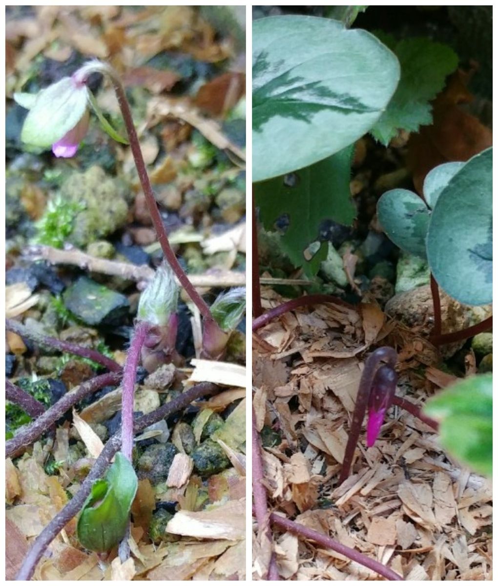 プラチナスカイ見つけた✨雲間草も💕