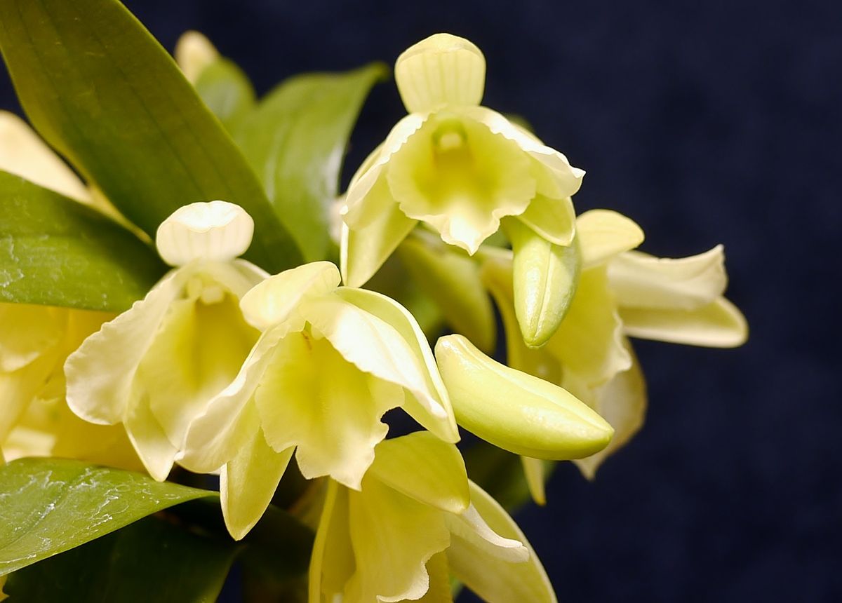 Den.Yellow Song 'Candy'