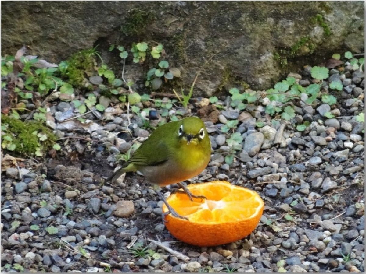 🐦我が庭先にメジロが飛来🐦