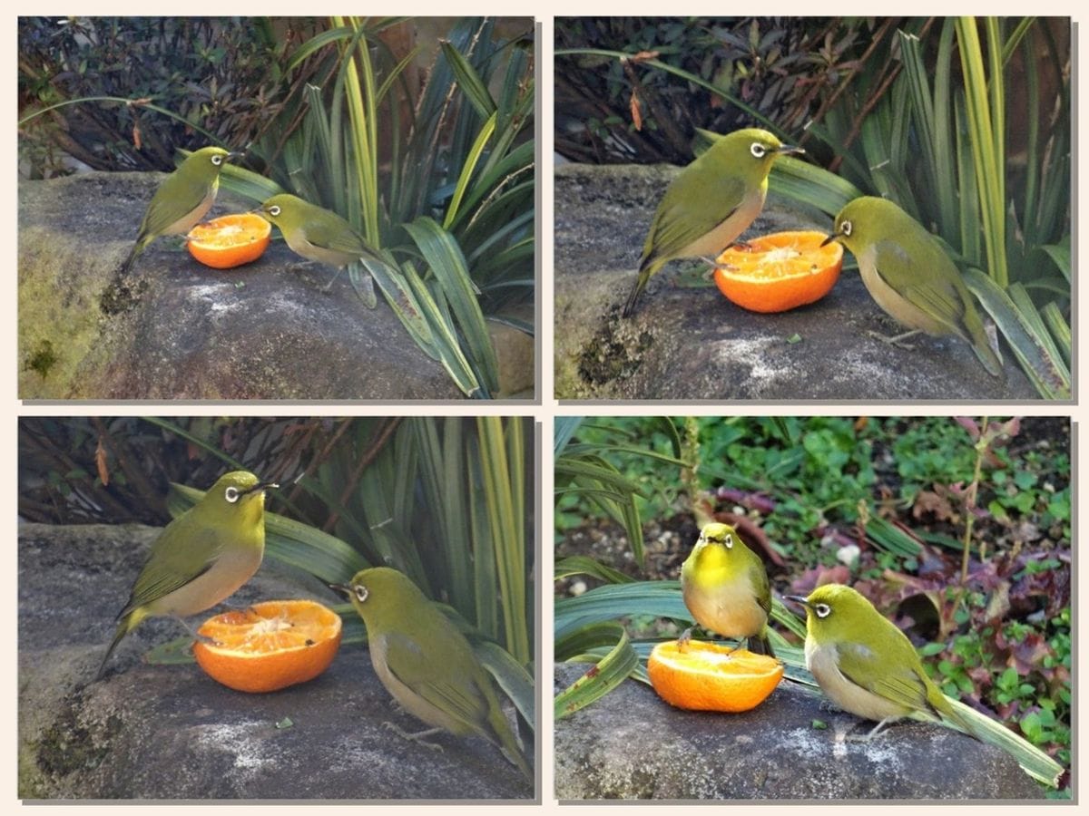 🐦我が庭先にメジロが飛来🐦