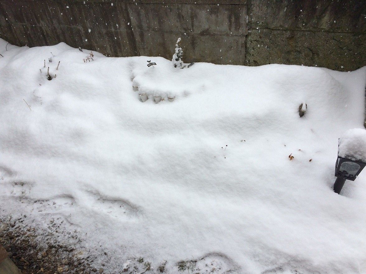 雪の中のビオラ