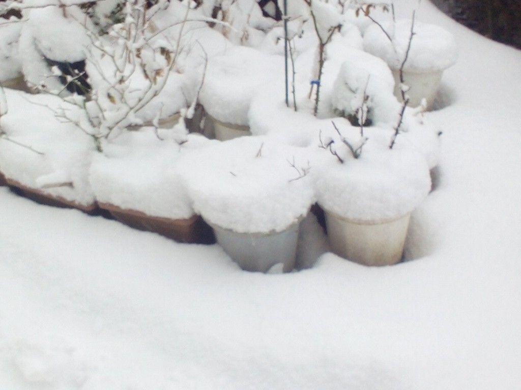 ドッサリと春雪（＞ｗ＜ ）