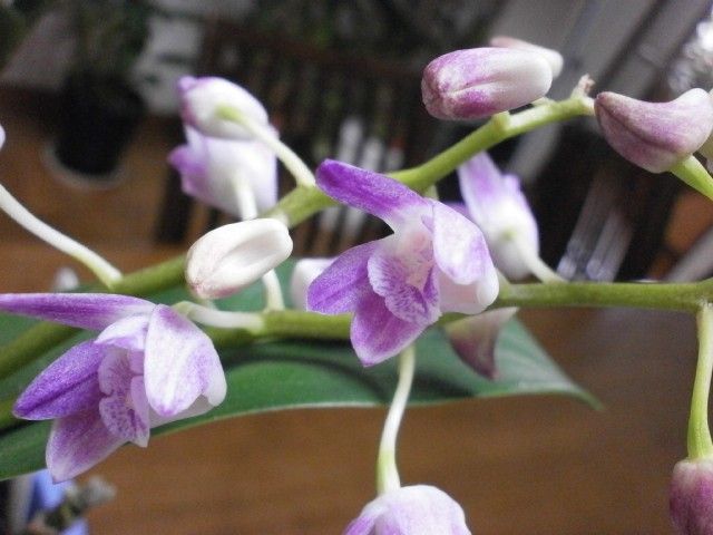 Den.kingianum var. Silcockii