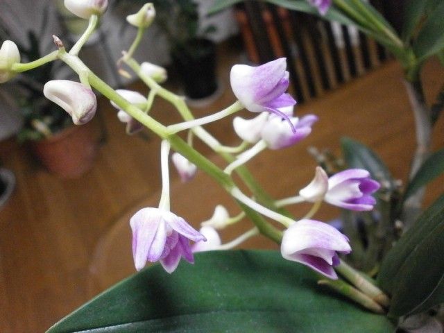 Den.kingianum var. Silcockii