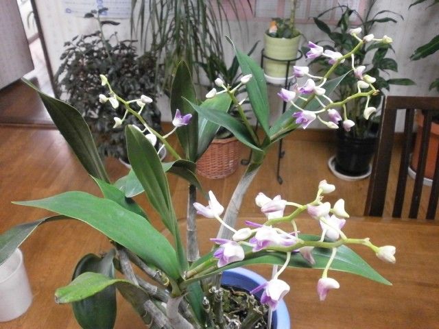 Den.kingianum var. Silcockii