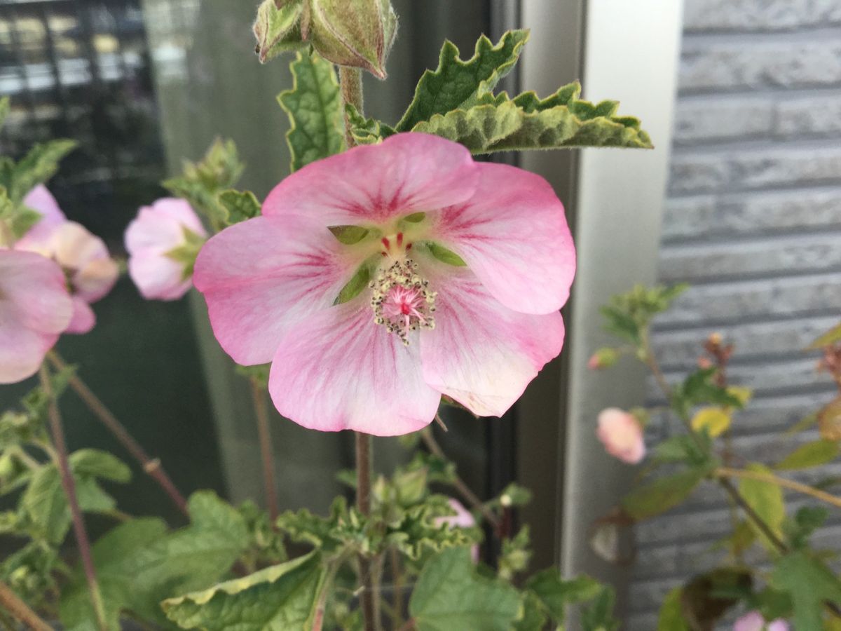 冬中、咲いていたアオイ科のお花