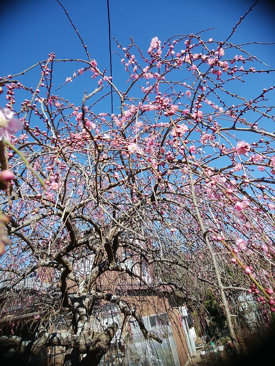 春を告げる花木たち