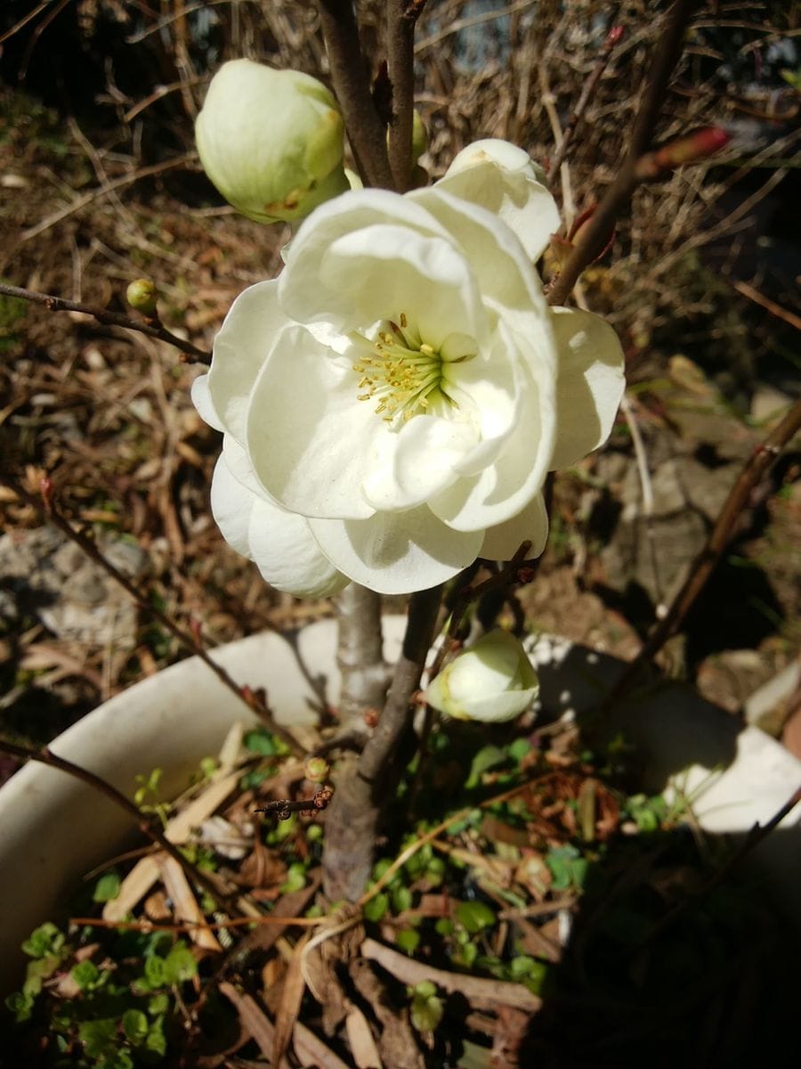 春を告げる花木たち