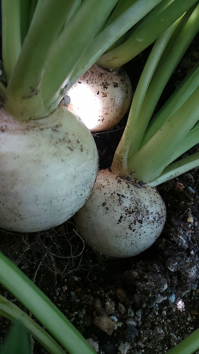 プランターで野菜