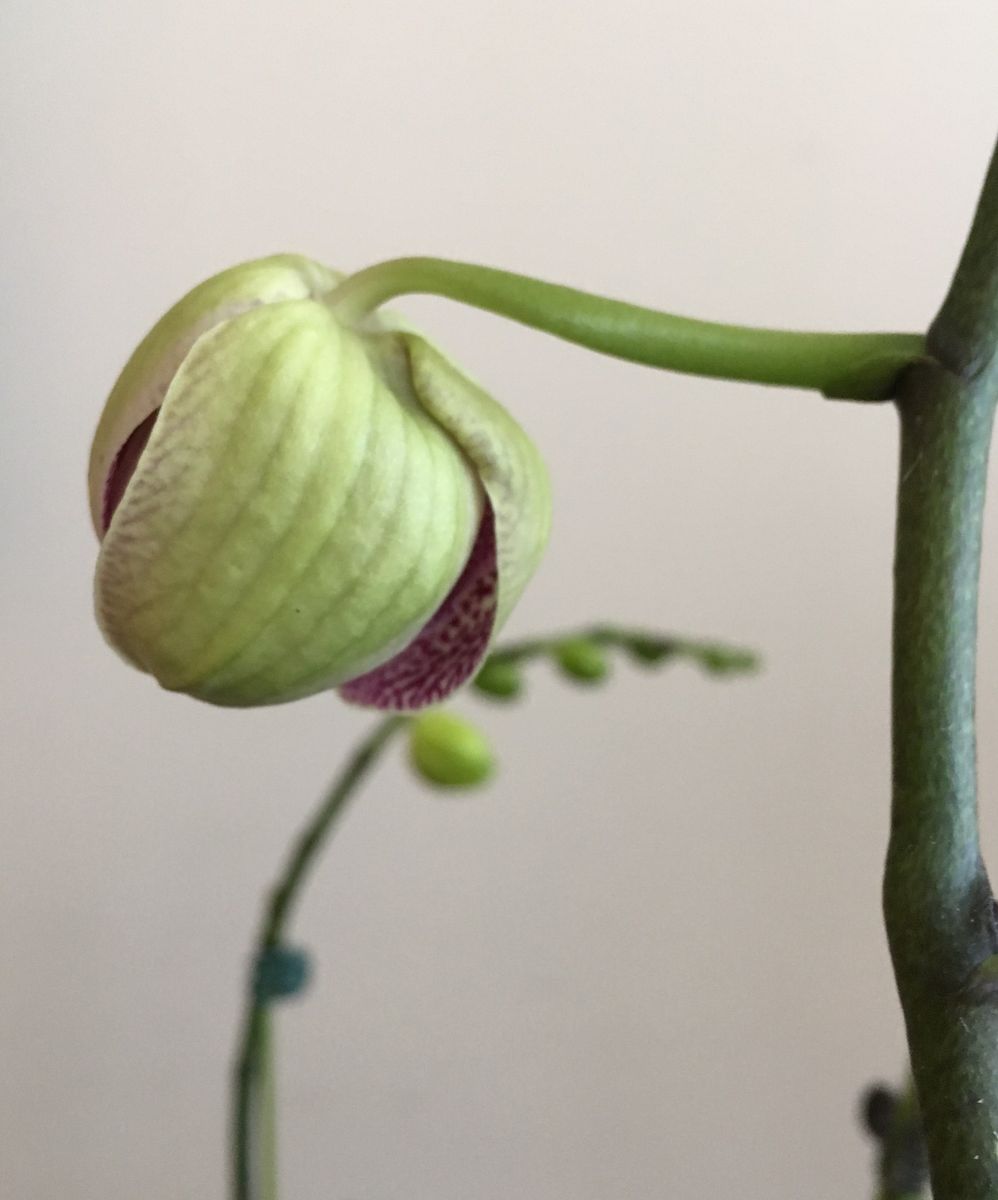 養女の胡蝶蘭が開花しました。