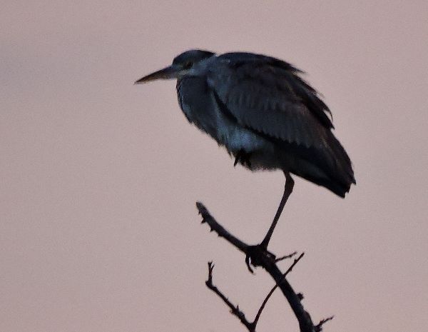 花鳥風月。ウォーキングMS⑤16日目(1476日目)