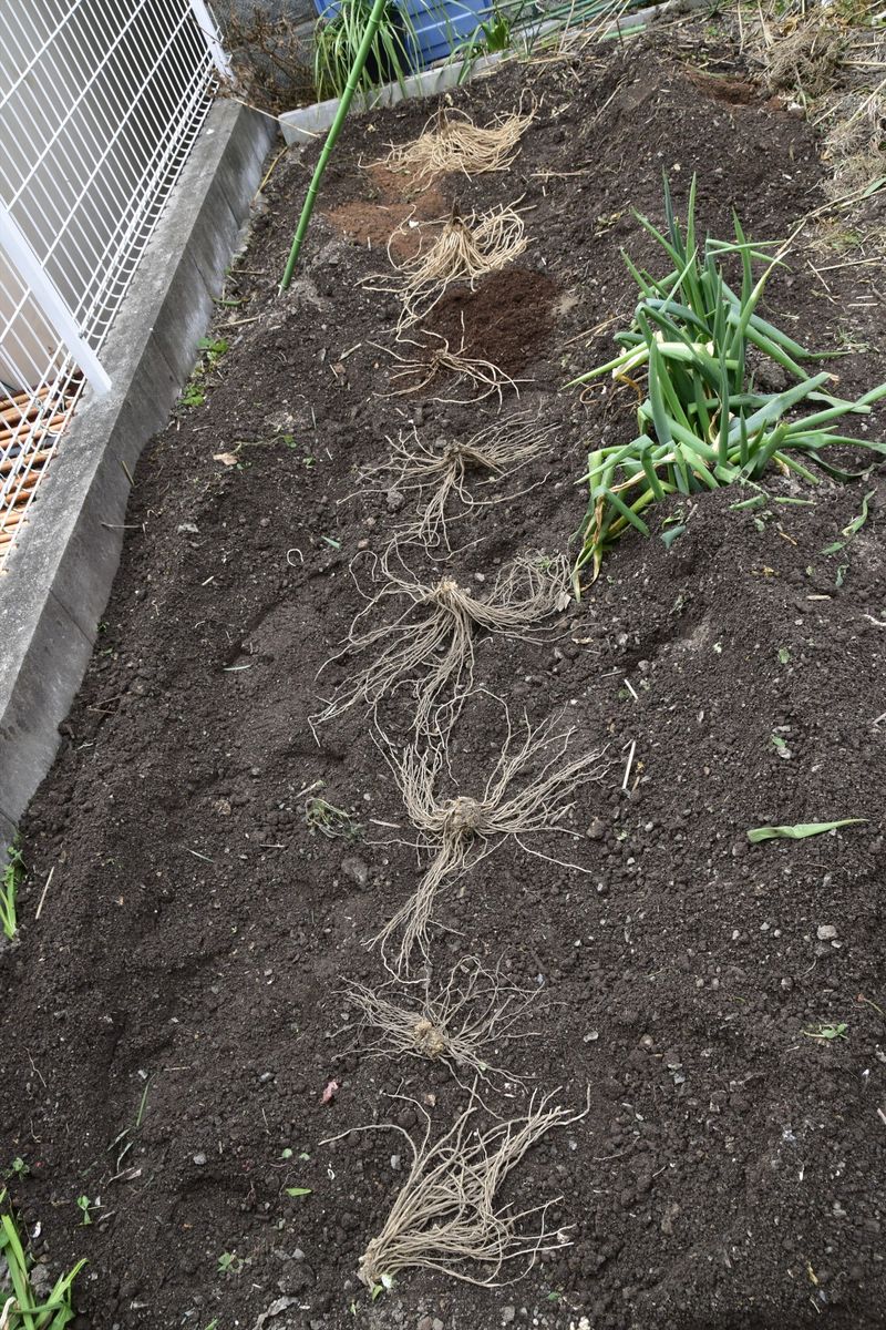 アスパラガスの植え付け