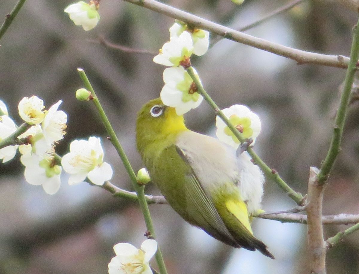 今年も梅にメジロ