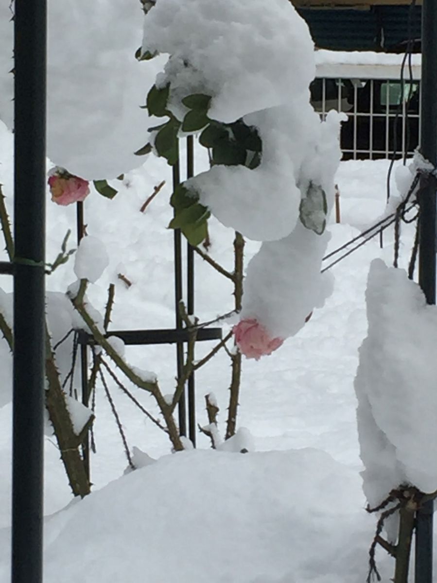 雨降って雪とけて