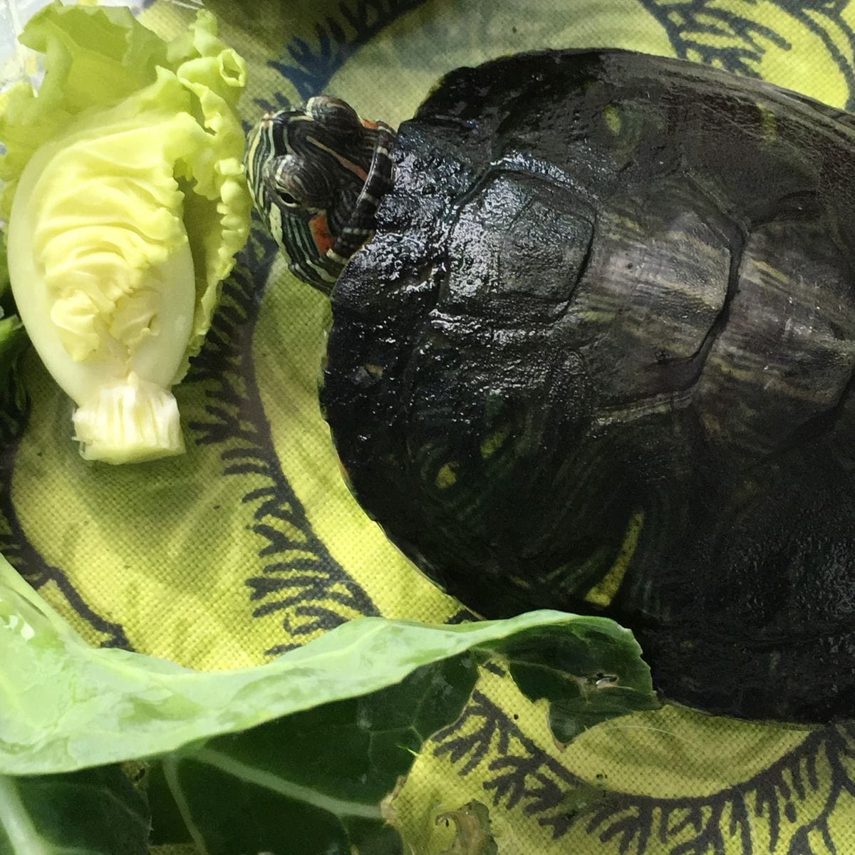 ロールキャベツ出来上がり〜