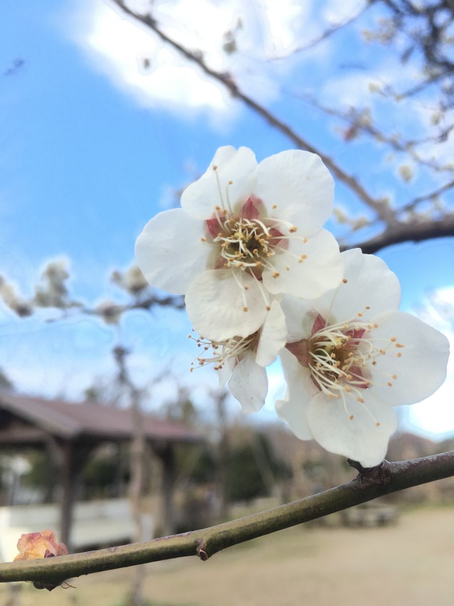 桜と梅と