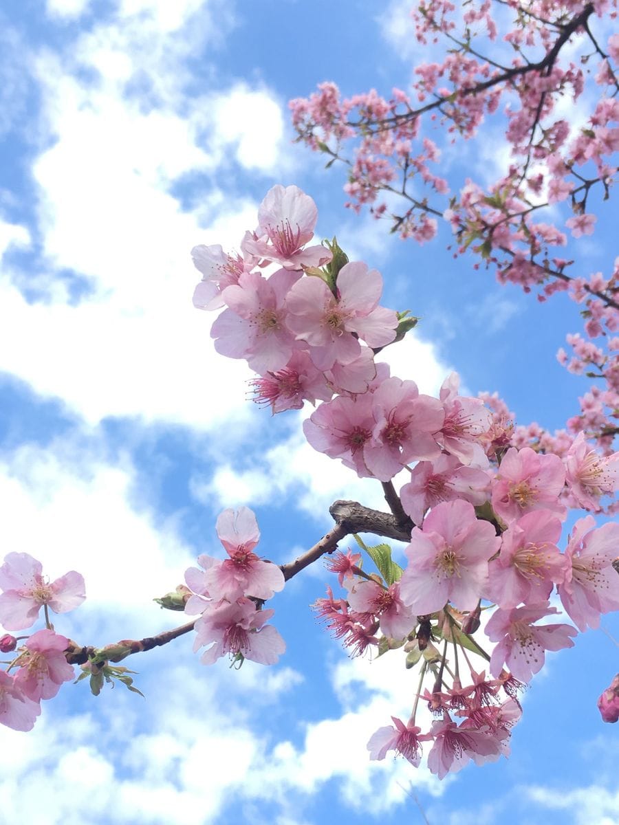 桜と梅と