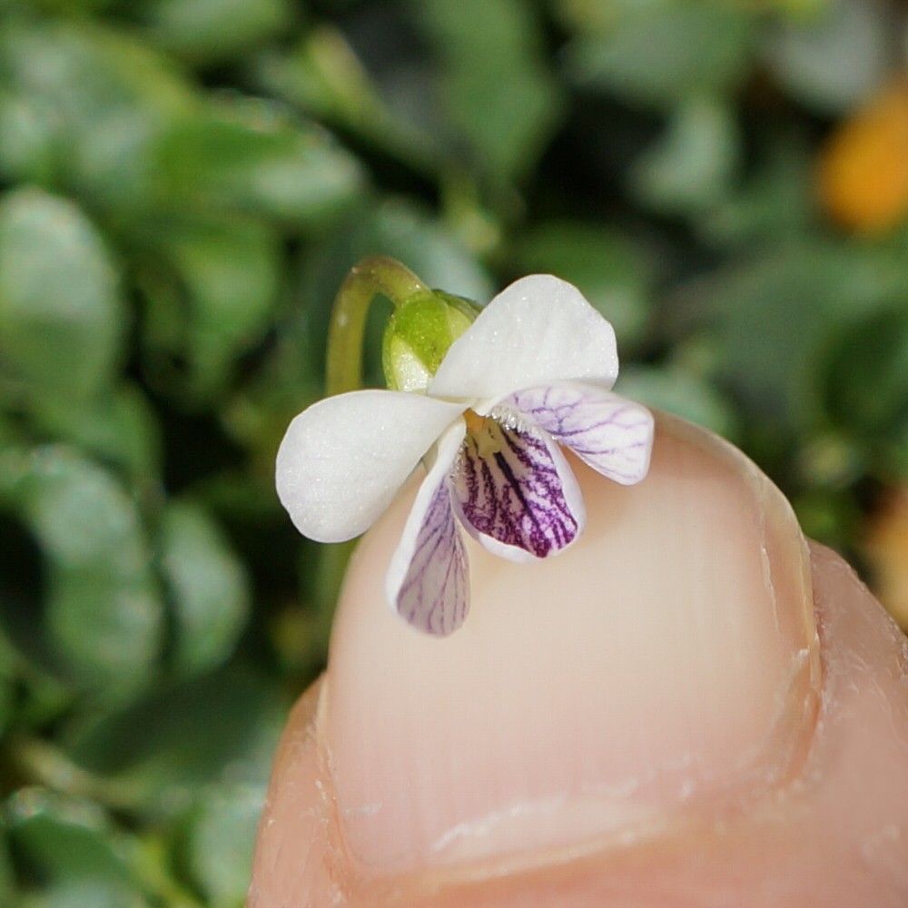 コケスミレの花