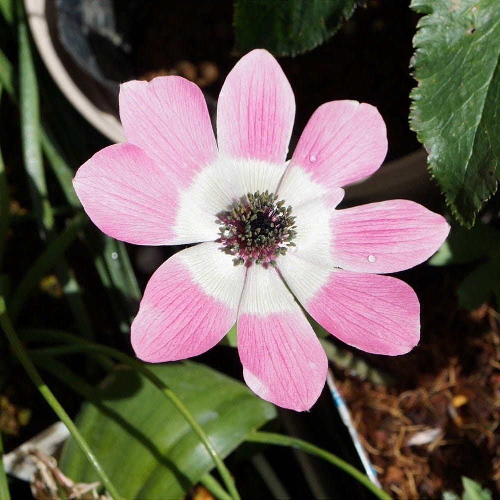 コケスミレの花