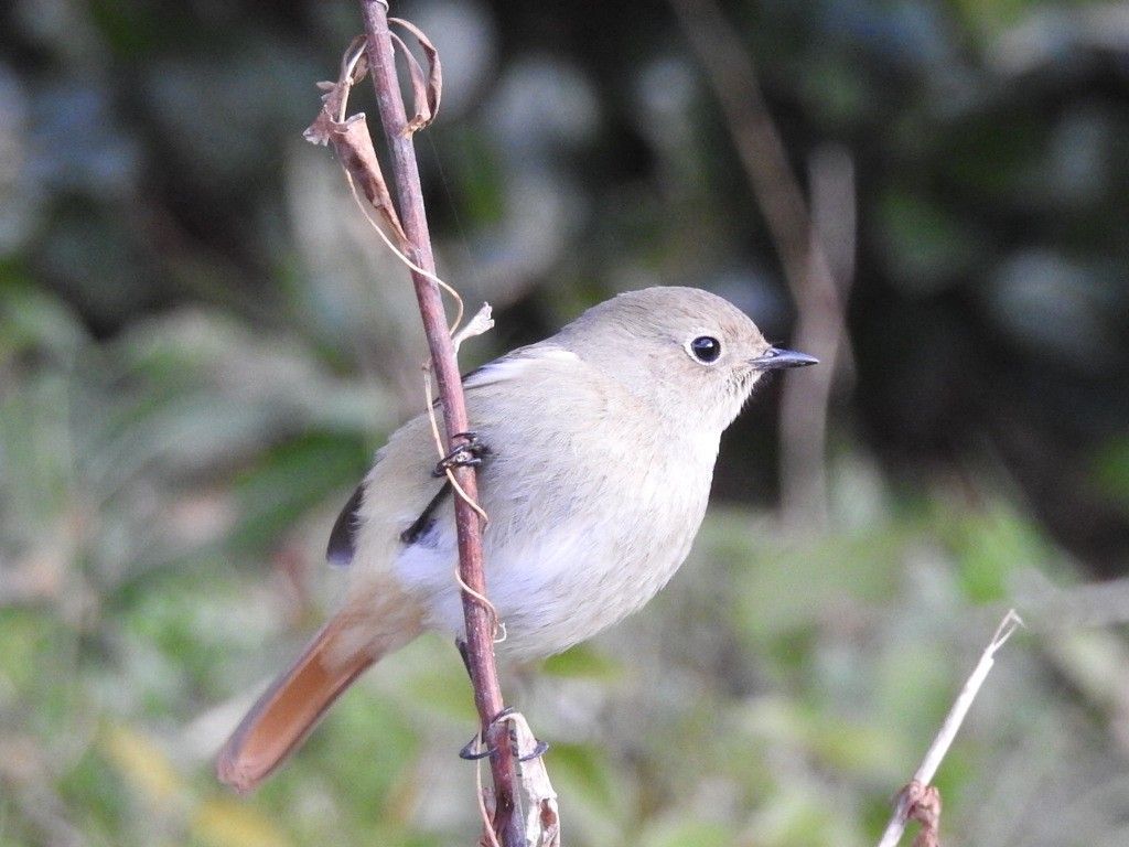 ハシビロ親分、どーした？