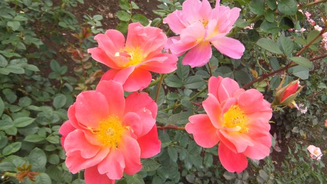 神代植物公園、バラフェスタ。