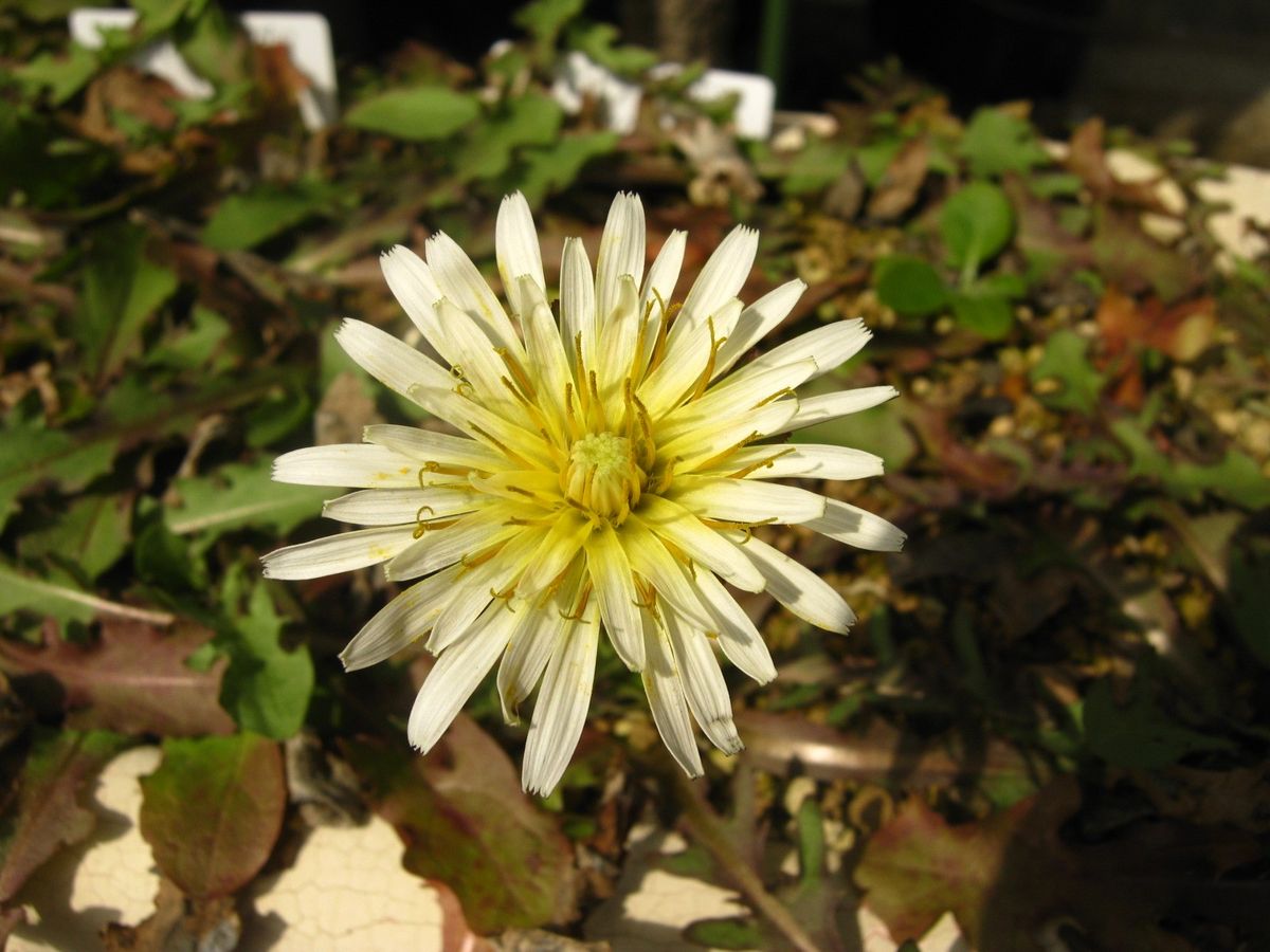 やっと初開花のシロバナタンポポ