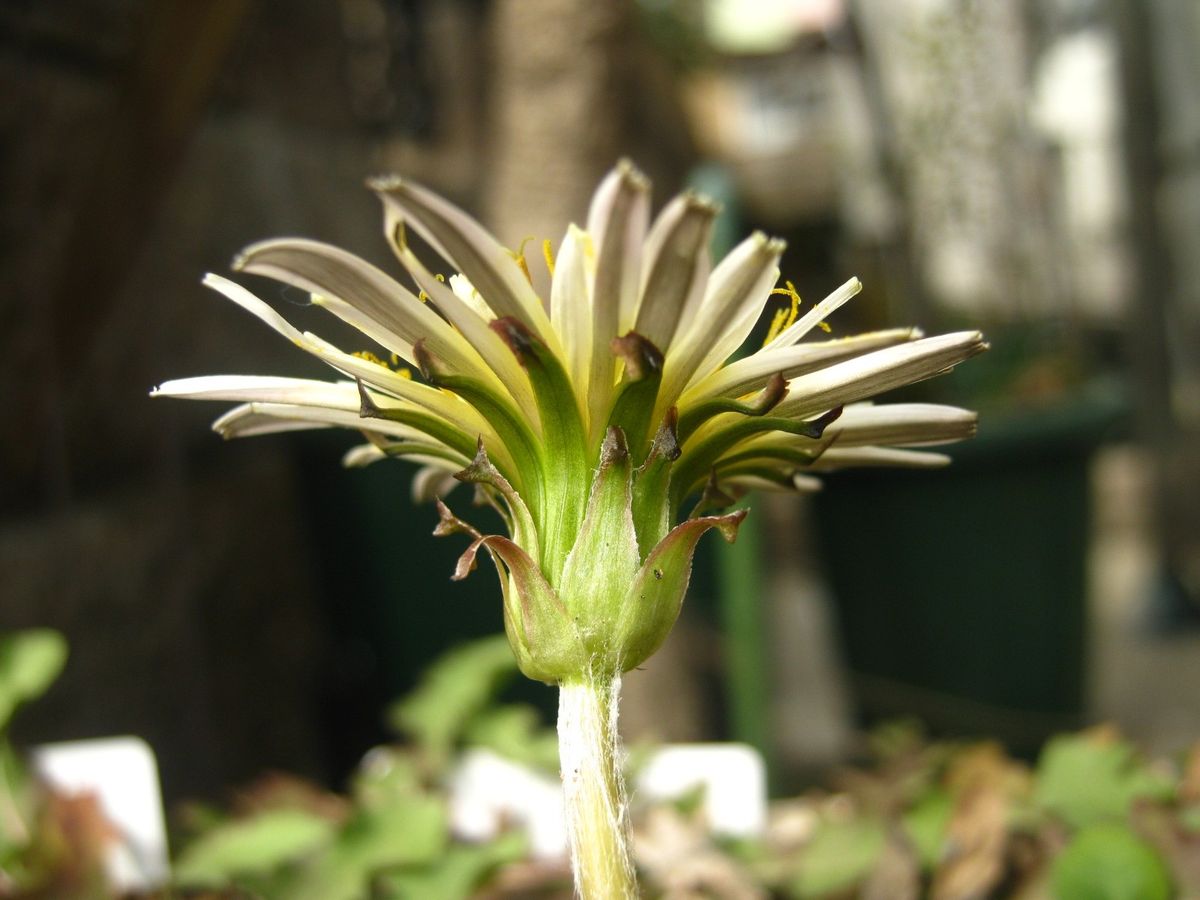 やっと初開花のシロバナタンポポ