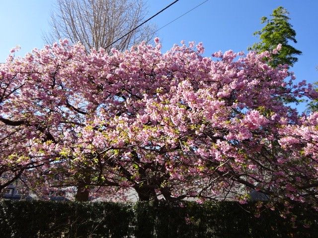 河津桜を見に行ってきました。