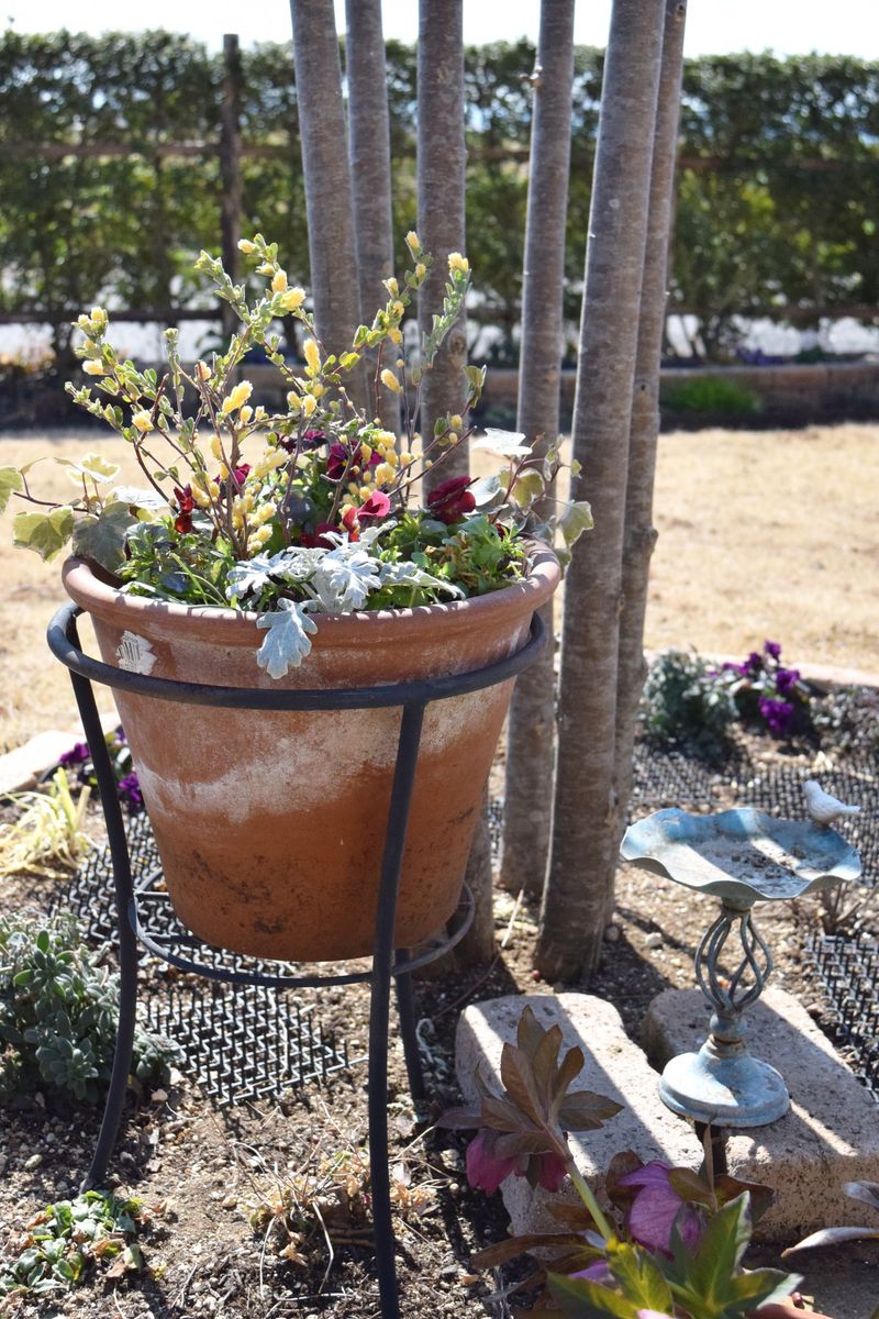 鉢物の植替え