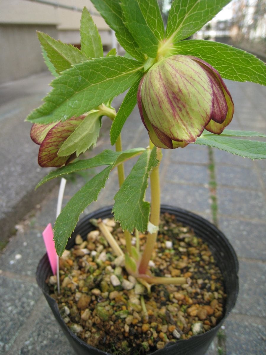 加藤農園さん花盛り