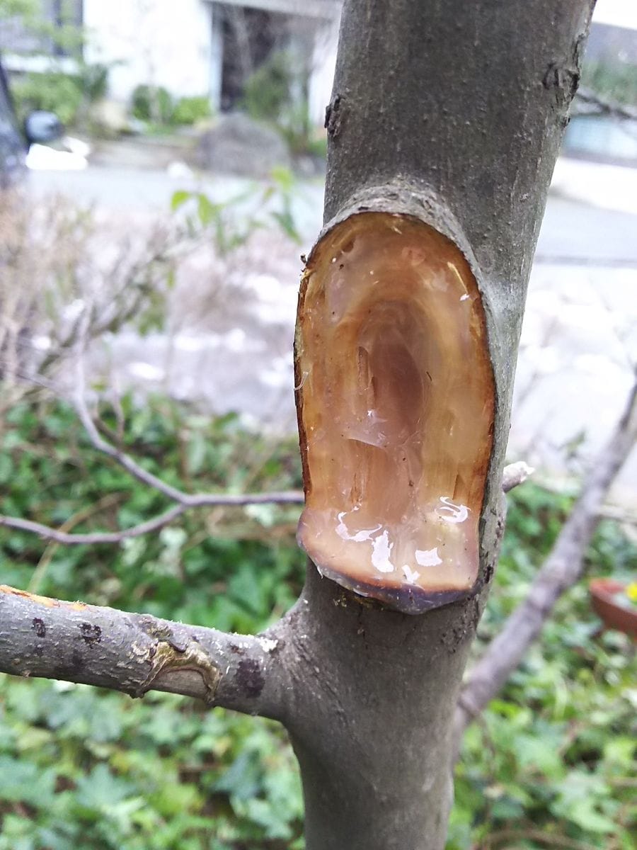 お庭の再生に向けて頑張ろう！