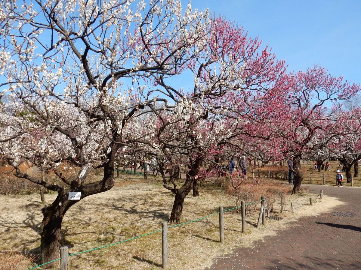 花より団子