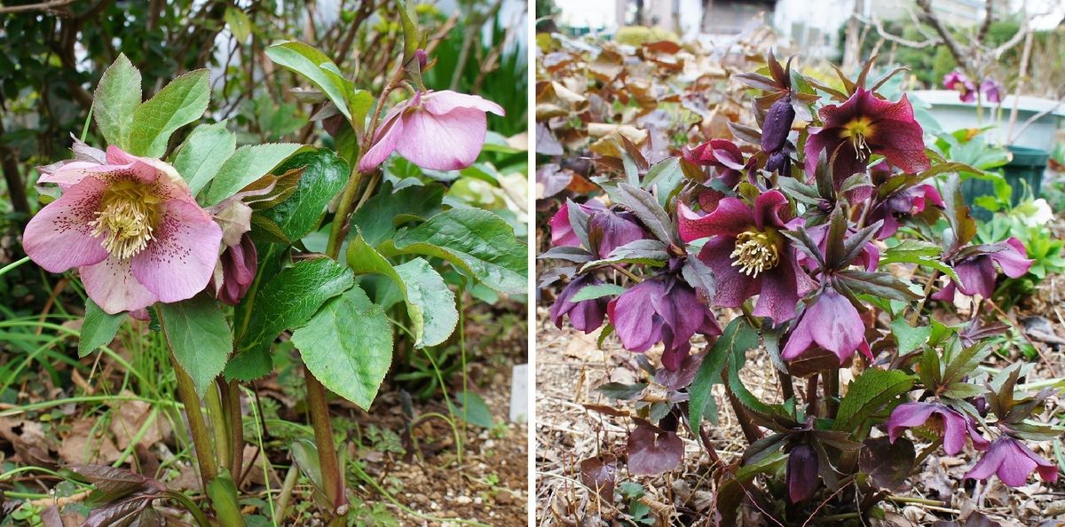 その後の花達今が見ごろになってます～