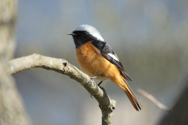 害虫を食べてくれる