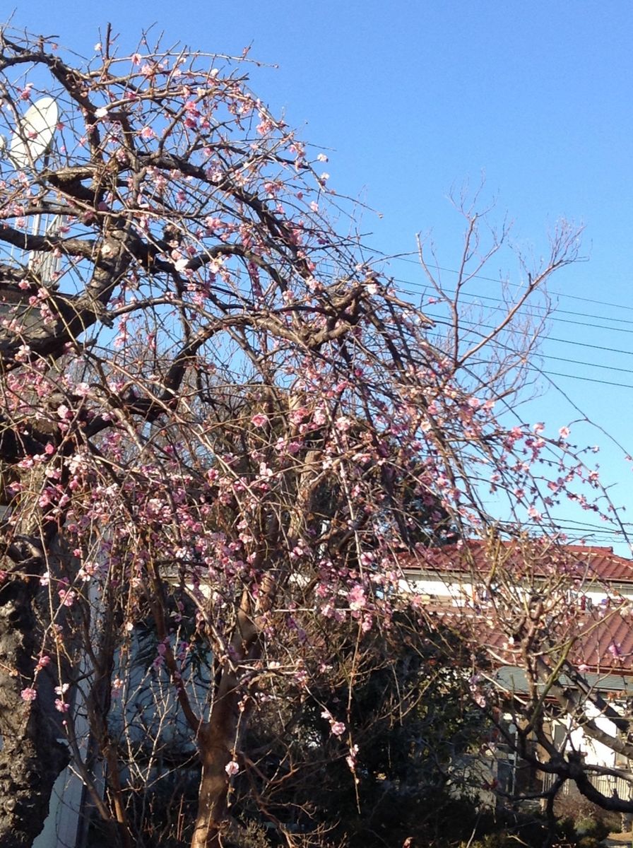 山野草の奥さん宅！その2