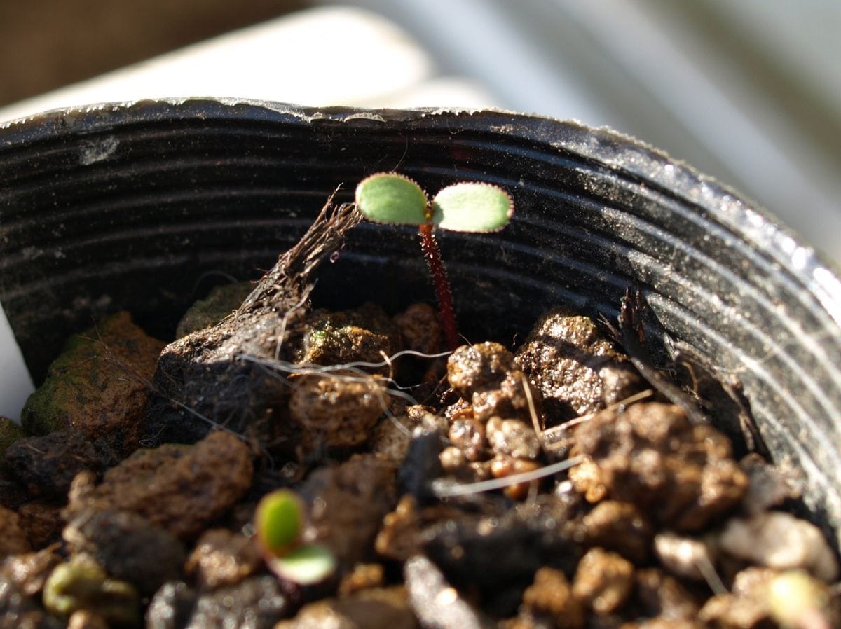 サギソウの植え替えなど