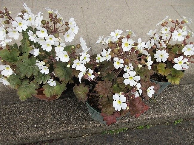 咲いてきた！満開の花