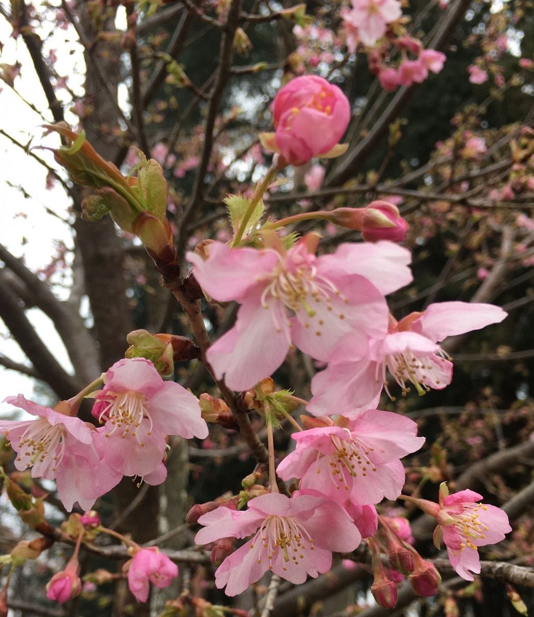 🌸雛祭りの日ですね〜🎎