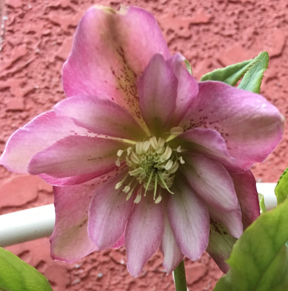 🌸雛祭りの日ですね〜🎎