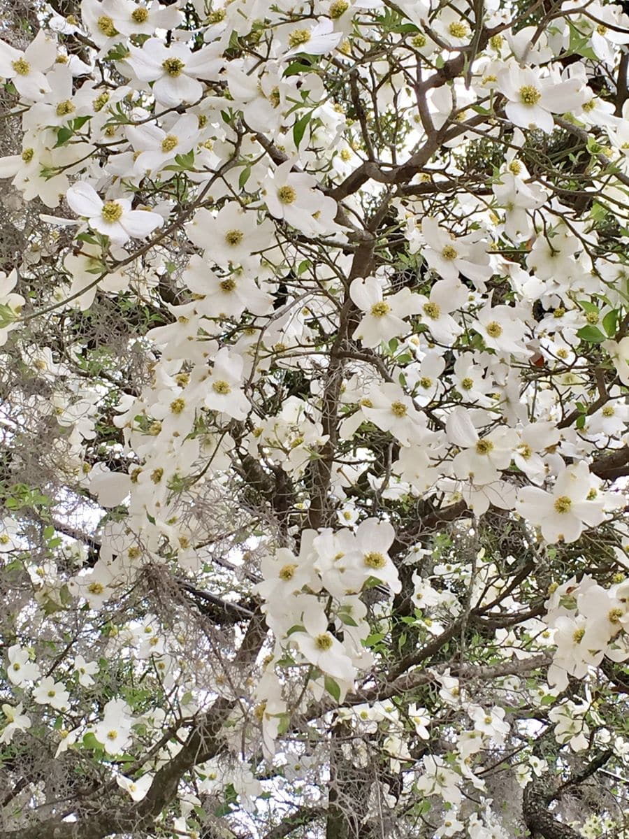 Flowering Dogwood: ハナミズキ