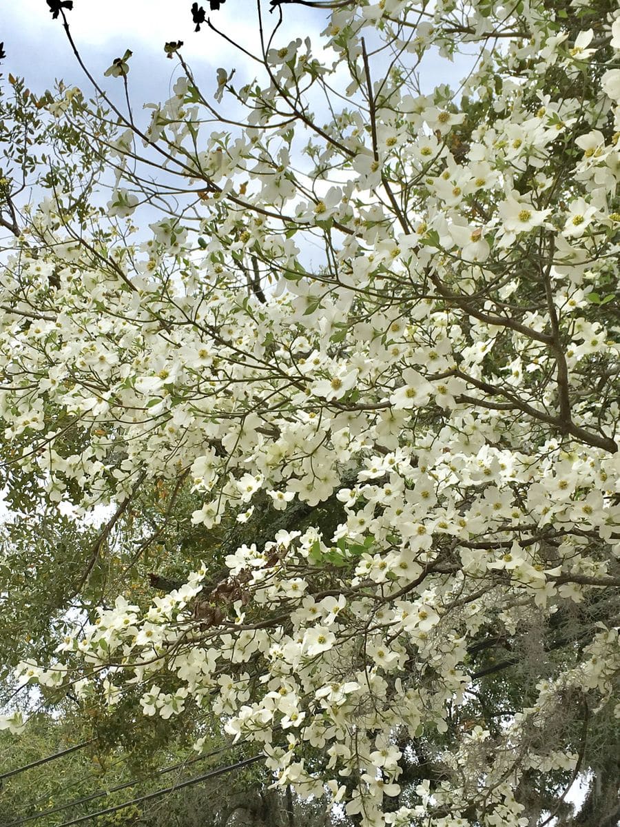 Flowering Dogwood: ハナミズキ