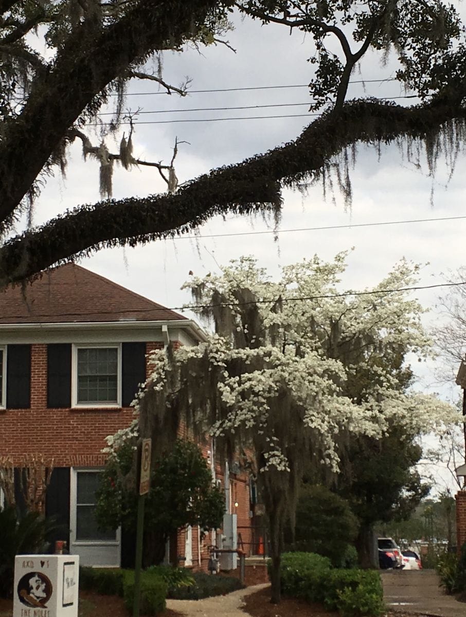 Flowering Dogwood: ハナミズキ