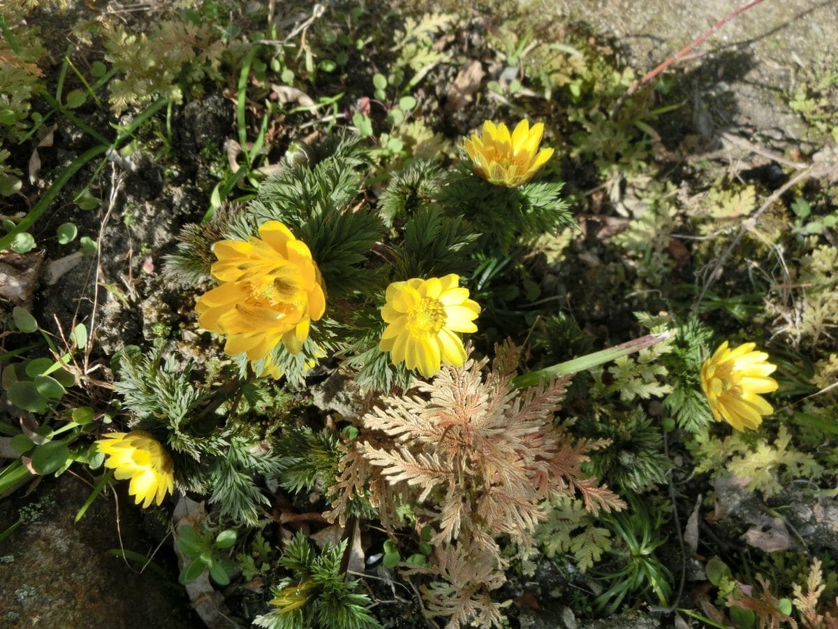 花盛り（.福寿草）