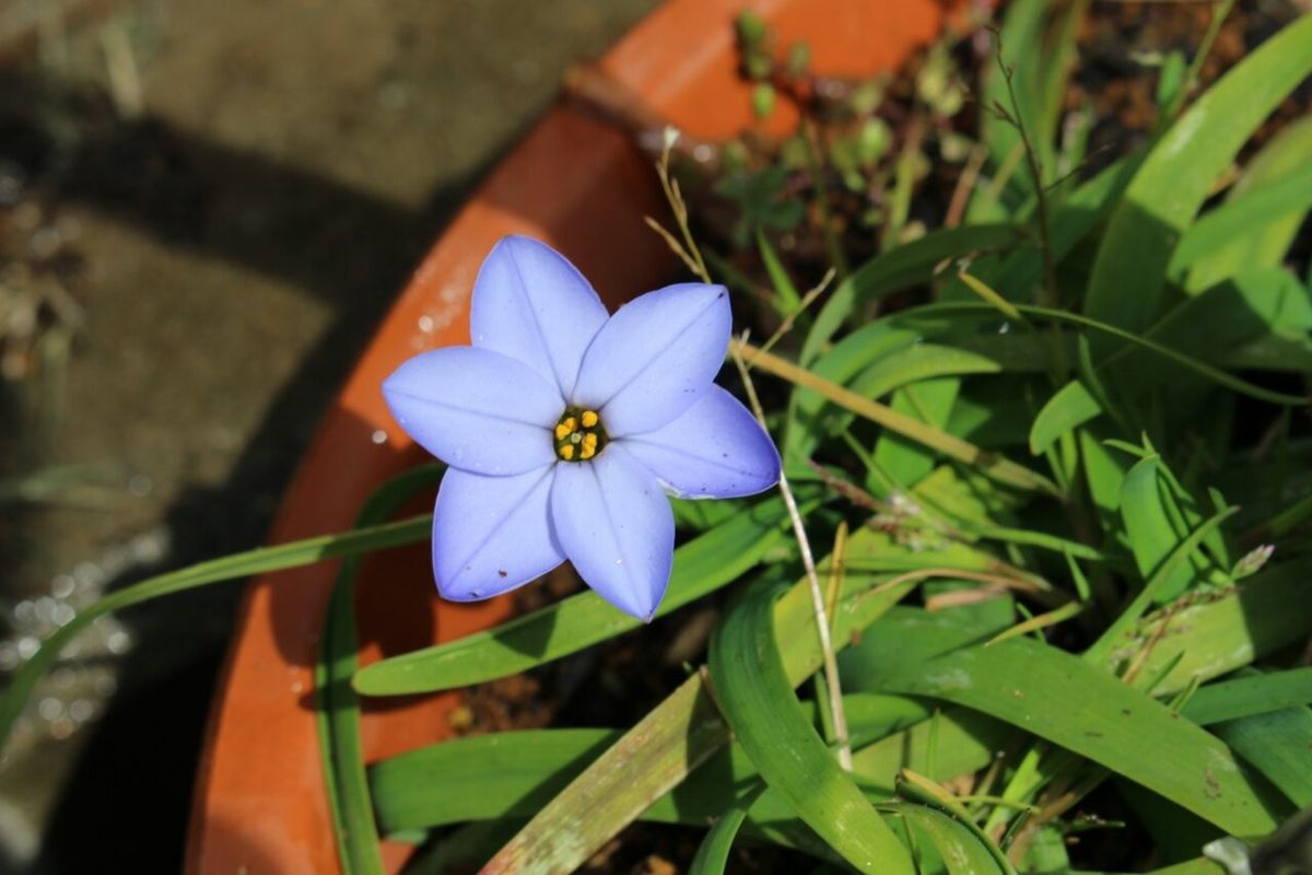 今日の開花