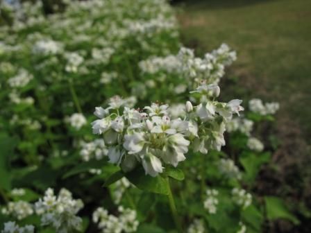 ソバの花