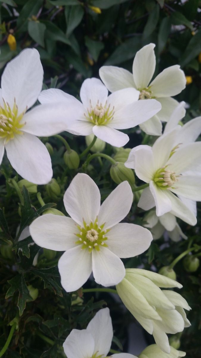 サンシャインで春の花々とクレマチス展