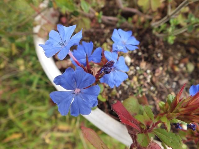 今日の青い花